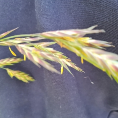 Bromus catharticus (Prairie Grass) at Jerrabomberra, ACT - 4 Nov 2022 by Mike