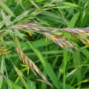 Bromus catharticus at Jerrabomberra, ACT - 4 Nov 2022