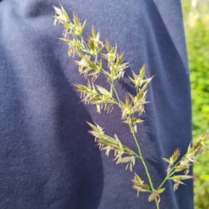 Lolium arundinaceum at Jerrabomberra, ACT - 4 Nov 2022