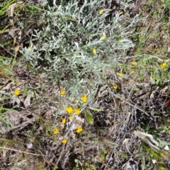 Chrysocephalum apiculatum at Farrer, ACT - 4 Nov 2022