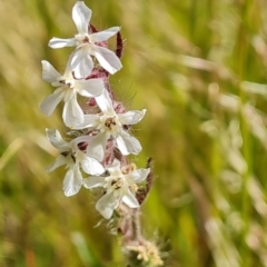 Silene gallica var. gallica (French Catchfly) at Farrer Ridge - 4 Nov 2022 by Mike