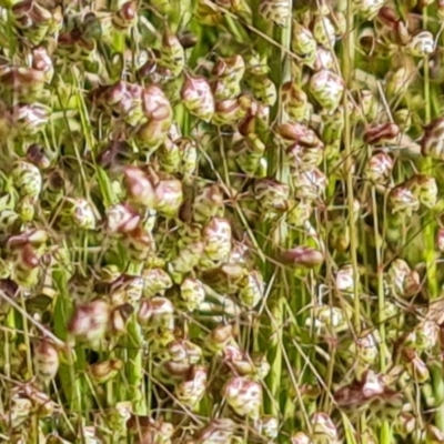 Briza minor (Shivery Grass) at Farrer Ridge - 4 Nov 2022 by Mike