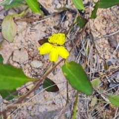 Goodenia hederacea subsp. hederacea (Ivy Goodenia, Forest Goodenia) at Farrer, ACT - 4 Nov 2022 by Mike