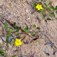 Goodenia hederacea subsp. hederacea at Farrer, ACT - 4 Nov 2022