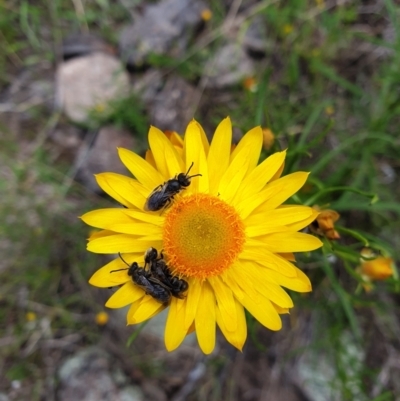Lasioglossum (Chilalictus) lanarium (Halictid bee) at Jerrabomberra, ACT - 4 Nov 2022 by Detritivore