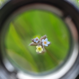 Myosotis discolor at Jerrabomberra, ACT - 4 Nov 2022