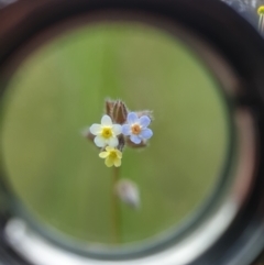 Myosotis discolor at Jerrabomberra, ACT - 4 Nov 2022