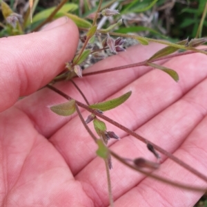 Myosotis discolor at Jerrabomberra, ACT - 4 Nov 2022