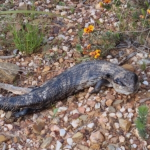 Tiliqua scincoides scincoides at Bungendore, NSW - 4 Nov 2022