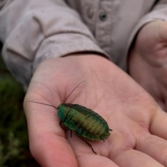 Polyzosteria viridissima (Alpine Metallic Cockroach) at Cotter River, ACT - 4 Nov 2022 by Detritivore