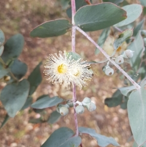 Eucalyptus cinerea at Jerrabomberra, ACT - 4 Nov 2022