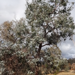 Eucalyptus cinerea at Jerrabomberra, ACT - 4 Nov 2022 07:27 PM