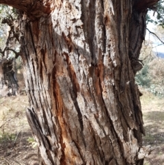 Eucalyptus cinerea at Jerrabomberra, ACT - 4 Nov 2022