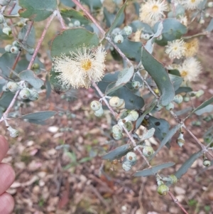 Eucalyptus cinerea at Jerrabomberra, ACT - 4 Nov 2022