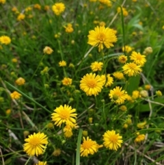 Calotis lappulacea (Yellow Burr Daisy) at Jerrabomberra, ACT - 4 Nov 2022 by Detritivore