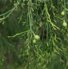 Exocarpos cupressiformis at Jerrabomberra, ACT - 4 Nov 2022