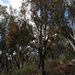 Exocarpos cupressiformis at Jerrabomberra, ACT - 4 Nov 2022