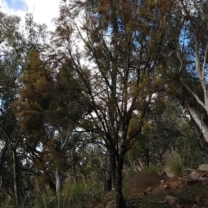 Exocarpos cupressiformis at Jerrabomberra, ACT - 4 Nov 2022 07:35 PM