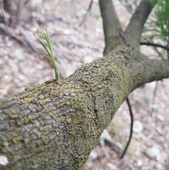 Exocarpos cupressiformis at Jerrabomberra, ACT - 4 Nov 2022