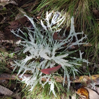 Mucilago crustacea (Dog Sick Slime Mould) at Paddys River, ACT - 20 Oct 2020 by Detritivore