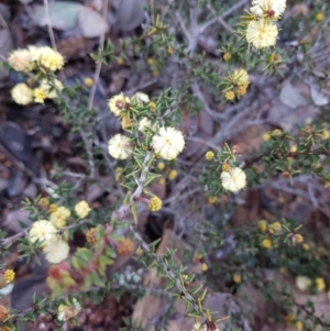 Acacia gunnii at Paddys River, ACT - 20 Jul 2021