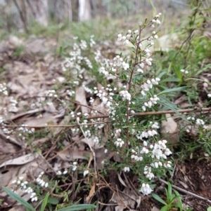 Cryptandra amara at Jerrabomberra, ACT - 27 Jul 2021