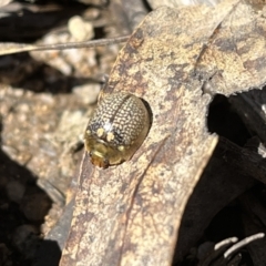 Paropsisterna decolorata (A Eucalyptus leaf beetle) at Tennent, ACT - 4 Nov 2022 by chromo