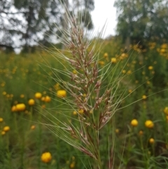 Austrostipa sp. (A Corkscrew Grass) at Fadden, ACT - 23 Nov 2021 by Detritivore