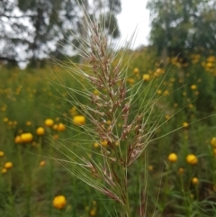 Austrostipa sp. (A Corkscrew Grass) at Wanniassa Hill - 22 Nov 2021 by Detritivore