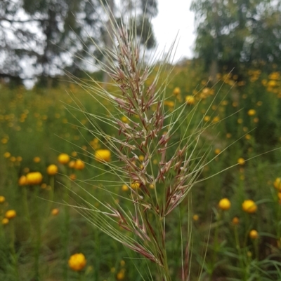 Austrostipa sp. (A Corkscrew Grass) at Fadden, ACT - 22 Nov 2021 by Detritivore