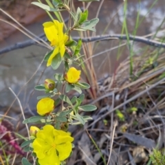 Hibbertia obtusifolia (Grey Guinea-flower) at Bungendore, NSW - 4 Nov 2022 by clarehoneydove