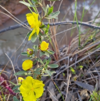 Hibbertia obtusifolia (Grey Guinea-flower) at Bungendore, NSW - 4 Nov 2022 by clarehoneydove