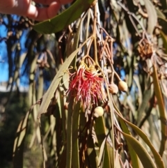 Amyema miquelii (Box Mistletoe) at Jerrabomberra, NSW - 10 Aug 2021 by Detritivore