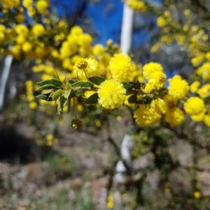 Acacia paradoxa at Campbell, ACT - 17 Aug 2021