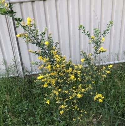 Genista monspessulana (Cape Broom, Montpellier Broom) at Ngunnawal, ACT - 4 Nov 2022 by Hilda