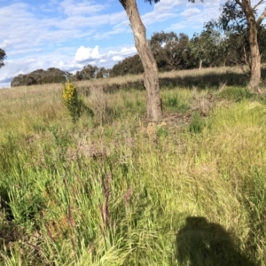 Genista monspessulana at Ngunnawal, ACT - 4 Nov 2022 05:13 PM