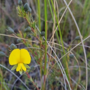 Gompholobium minus at Bungendore, NSW - 4 Nov 2022