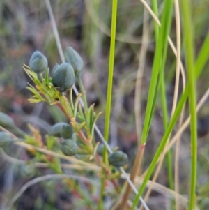 Gompholobium minus at Bungendore, NSW - 4 Nov 2022