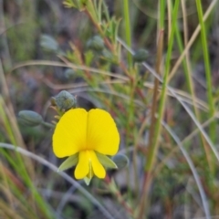 Gompholobium minus at Bungendore, NSW - 4 Nov 2022