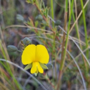 Gompholobium minus at Bungendore, NSW - 4 Nov 2022