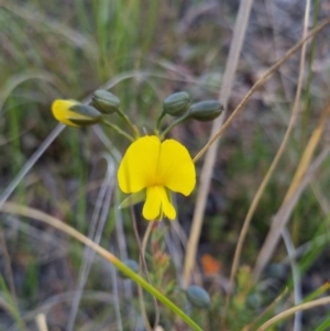 Gompholobium minus at Bungendore, NSW - 4 Nov 2022