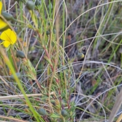 Gompholobium minus at Bungendore, NSW - 4 Nov 2022