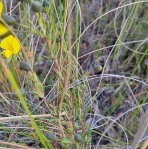 Gompholobium minus at Bungendore, NSW - 4 Nov 2022