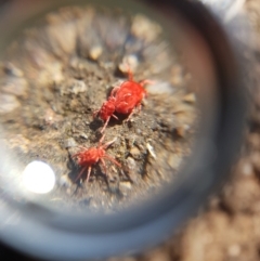 Trombidiidae (family) at Symonston, ACT - 31 Aug 2021