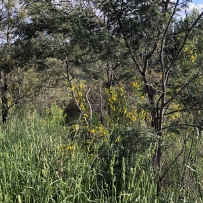 Unidentified Plant at Ngunnawal, ACT - 4 Nov 2022 by Hilda