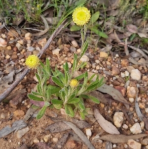 Coronidium scorpioides at Bungendore, NSW - 4 Nov 2022 05:47 PM