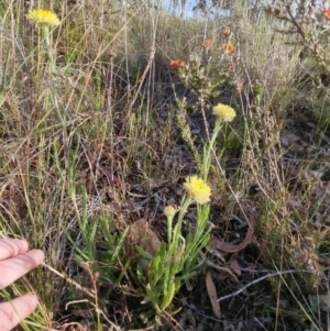 Coronidium scorpioides at Bungendore, NSW - 4 Nov 2022