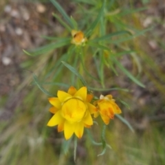 Xerochrysum viscosum (Sticky Everlasting) at Bungendore, NSW - 4 Nov 2022 by clarehoneydove