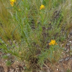 Xerochrysum viscosum at Bungendore, NSW - 4 Nov 2022