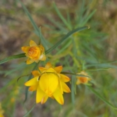 Xerochrysum viscosum at Bungendore, NSW - 4 Nov 2022